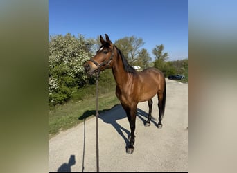 Shagya Arabian, Hongre, 10 Ans, Bai