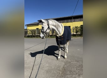 Shagya Arabian, Hongre, 14 Ans, 160 cm, Gris