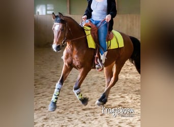 Shagya Arabian, Hongre, 15 Ans, 150 cm, Bai