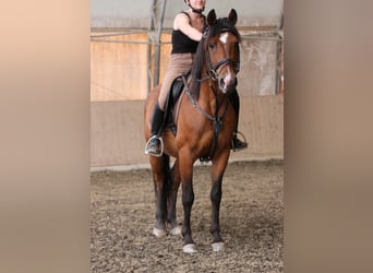 Shagya Arabian, Hongre, 15 Ans, 150 cm, Bai