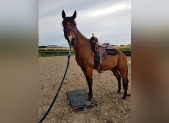 Shagya Arabian, Hongre, 16 Ans, 150 cm, Bai