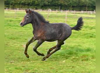 Shagya Arabian, Hongre, 2 Ans, Gris