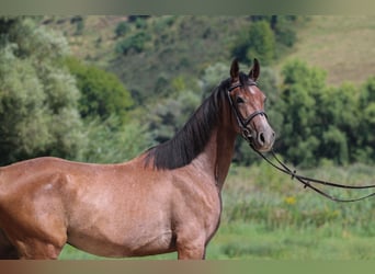 Shagya Arabian, Hongre, 3 Ans, 155 cm, Gris