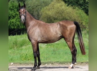 Shagya Arabian, Hongre, 3 Ans, 155 cm, Gris