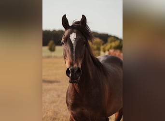 Shagya Arabian, Hongre, 3 Ans, 157 cm, Bai
