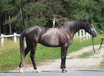 Shagya Arabian Croisé, Hongre, 4 Ans, 167 cm, Gris noir