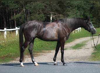 Shagya Arabian Croisé, Hongre, 4 Ans, 167 cm, Gris noir