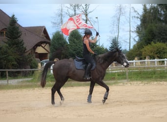 Shagya Arabian Croisé, Hongre, 4 Ans, 167 cm, Gris noir