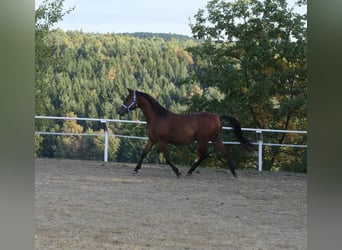 Shagya Arabian, Hongre, 5 Ans, 153 cm, Bai