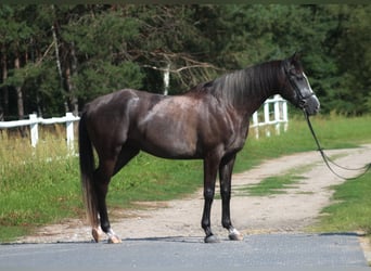 Shagya Arabian Croisé, Hongre, 5 Ans, 168 cm, Gris noir