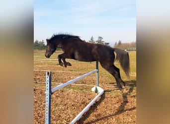 Shagya Arabian Croisé, Hongre, 6 Ans, 137 cm, Bai brun foncé