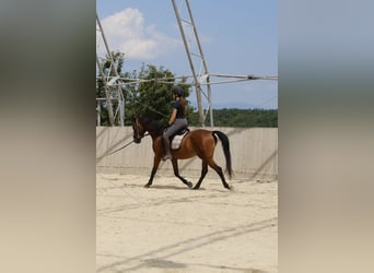 Shagya Arabian, Hongre, 6 Ans, 153 cm, Bai