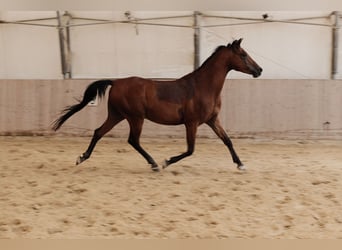 Shagya Arabian, Hongre, 6 Ans, 153 cm, Bai