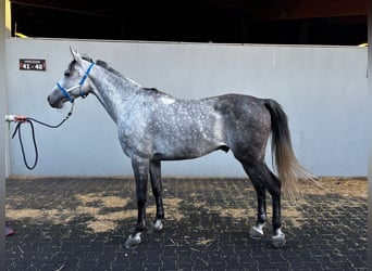Shagya Arabian, Hongre, 9 Ans, 155 cm, Gris