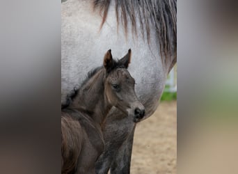 Shagya Arabian, Hongre, , Noir