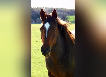 Shagya Arabian, Jument, 10 Ans, 153 cm