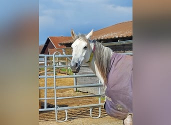 Shagya Arabian, Jument, 11 Ans, 154 cm, Gris