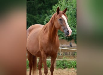 Shagya Arabian, Jument, 12 Ans, 155 cm, Alezan