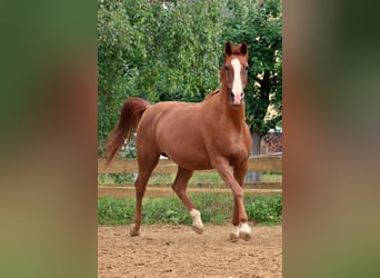 Shagya Arabian, Jument, 12 Ans, 155 cm, Alezan