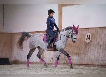 Shagya Arabian, Jument, 14 Ans, 156 cm