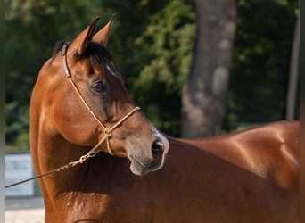 Shagya Arabian, Jument, 16 Ans, 159 cm, Bai