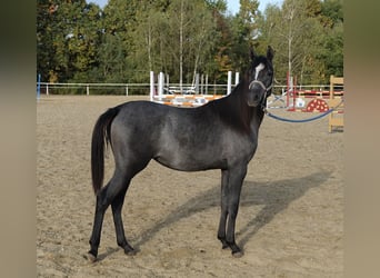 Shagya Arabian, Jument, 1 Année, 155 cm, Gris