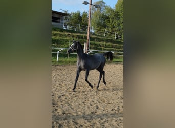 Shagya Arabian, Jument, 1 Année, 155 cm, Gris