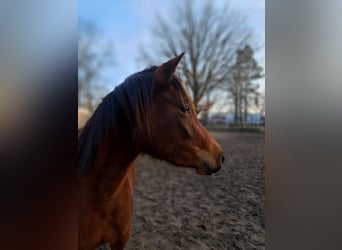 Shagya Arabian Croisé, Jument, 3 Ans, 145 cm, Bai