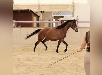 Shagya Arabian, Jument, 3 Ans, 155 cm, Bai