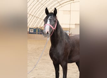 Shagya Arabian, Jument, 3 Ans, 155 cm, Gris