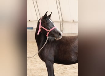 Shagya Arabian, Jument, 3 Ans, 155 cm, Gris