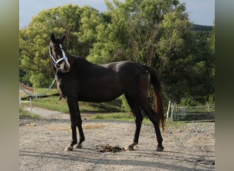 Shagya Arabian, Jument, 3 Ans, Gris