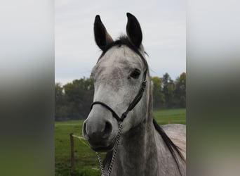 Shagya Arabian, Jument, 4 Ans, 156 cm, Gris