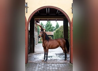 Shagya Arabian, Jument, 5 Ans, 152 cm