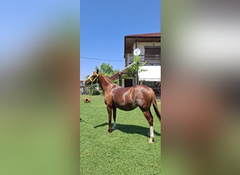 Shagya Arabian, Jument, 6 Ans, 166 cm, Bai cerise