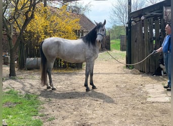 Shagya Arabian, Jument, 8 Ans, 156 cm, Gris