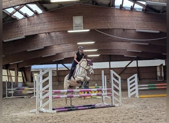 Shagya Arabian Croisé, Jument, 8 Ans, 160 cm, Gris moucheté