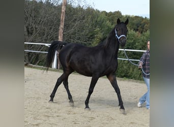 Shagya Arabian, Jument, 9 Ans, 153 cm, Bai brun