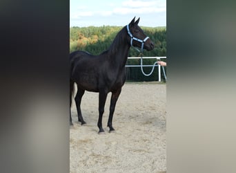 Shagya Arabian, Jument, 9 Ans, 154 cm, Bai brun