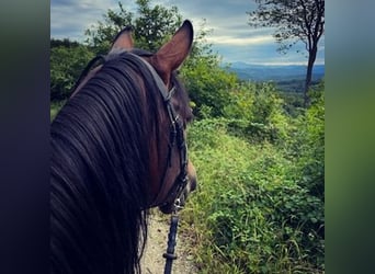 Shagya Araber, Stute, 11 Jahre, 15,1 hh, Brauner