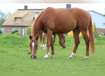 Shagya Arabian, Mare, 11 years, 15 hh, Chestnut-Red