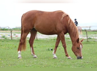 Shagya Arabian, Mare, 11 years, 15 hh, Chestnut-Red
