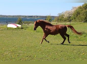 Shagya Arabian, Mare, 11 years, 15 hh, Chestnut-Red