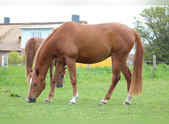Shagya Arabian, Mare, 11 years, 15 hh, Chestnut-Red