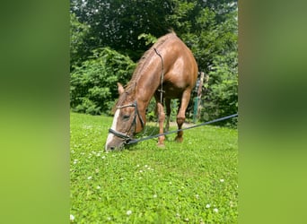 Shagya Arabian, Mare, 12 years, 14.3 hh, Chestnut