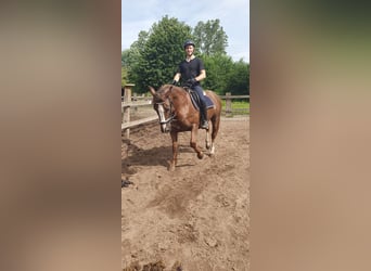 Shagya Arabian, Mare, 12 years, 14.3 hh, Chestnut