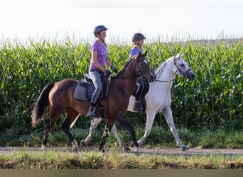 Shagya Arabian, Mare, 12 years, 15 hh, Brown