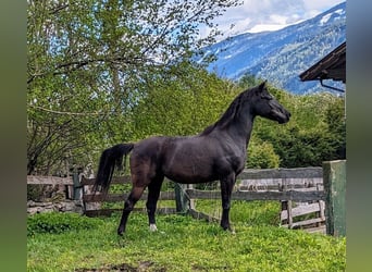 Shagya Arabian, Mare, 13 years, 14.3 hh, Black