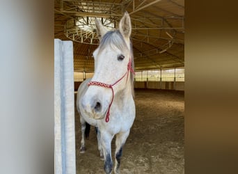 Shagya Arabian, Mare, 13 years, 15.1 hh, Gray