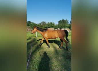Shagya Arabian, Mare, 13 years, 15,1 hh, Brown-Light